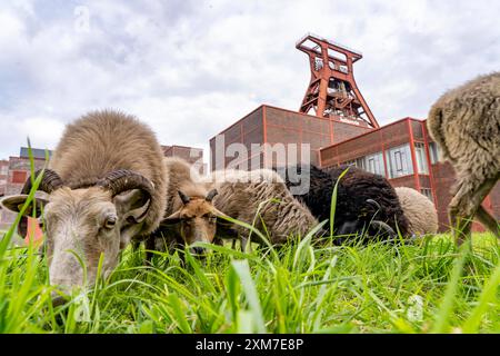 Erstmalig Schafe auf der Zeche Zollverein, 12 Heidschnucken und Drenther Heideschafe weiden noch bis Ende Oktober 2024 auf dem Gelände des UNESCO Welterbe, sie sind Teil des Grünflächen Pflegekonzept und halten die Wiesen kurz, Essen, NRW Schafe Zollverein *** pecore presso il complesso industriale della miniera di carbone di Zollverein per la prima volta, 12 pecore Heidschnucken e Drenther Heideschafe pascoleranno sul sito patrimonio dell'umanità dell'UNESCO fino alla fine di ottobre 2024, fanno parte del concetto di manutenzione dello spazio verde e mantengono i prati corti, Essen, NRW, pecore Zollverein Foto Stock