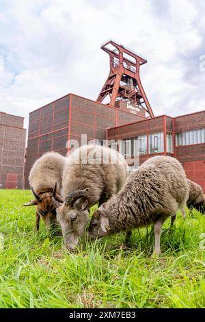 Erstmalig Schafe auf der Zeche Zollverein, 12 Heidschnucken und Drenther Heideschafe weiden noch bis Ende Oktober 2024 auf dem Gelände des UNESCO Welterbe, sie sind Teil des Grünflächen Pflegekonzept und halten die Wiesen kurz, Essen, NRW Schafe Zollverein *** pecore presso il complesso industriale della miniera di carbone di Zollverein per la prima volta, 12 pecore Heidschnucken e Drenther Heideschafe pascoleranno sul sito patrimonio dell'umanità dell'UNESCO fino alla fine di ottobre 2024, fanno parte del concetto di manutenzione dello spazio verde e mantengono i prati corti, Essen, NRW, pecore Zollverein Foto Stock