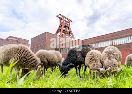 Erstmalig Schafe auf der Zeche Zollverein, 12 Heidschnucken und Drenther Heideschafe weiden noch bis Ende Oktober 2024 auf dem Gelände des UNESCO Welterbe, sie sind Teil des Grünflächen Pflegekonzept und halten die Wiesen kurz, Essen, NRW Schafe Zollverein *** pecore presso il complesso industriale della miniera di carbone di Zollverein per la prima volta, 12 pecore Heidschnucken e Drenther Heideschafe pascoleranno sul sito patrimonio dell'umanità dell'UNESCO fino alla fine di ottobre 2024, fanno parte del concetto di manutenzione dello spazio verde e mantengono i prati corti, Essen, NRW, pecore Zollverein Foto Stock