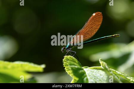 Demoiselle femmina (calopteryx virgo) appoggiata su una foglia verde, una specie di damselfly appartenente alla famiglia dei Calopterygidae. Foto Stock