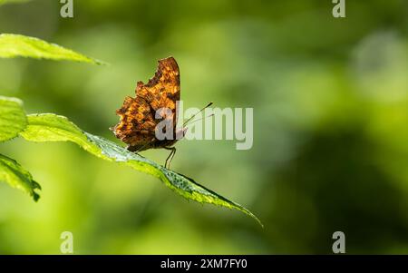Vista ravvicinata di una bellissima farfalla di Polygonia c-album arancione (la virgola) appoggiata su una foglia contro la luce. Bel bokeh verde e morbido. Foto Stock