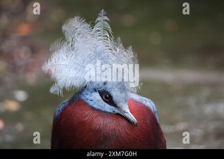 Scheepmaker e' il piccione incoronato nella natura Foto Stock