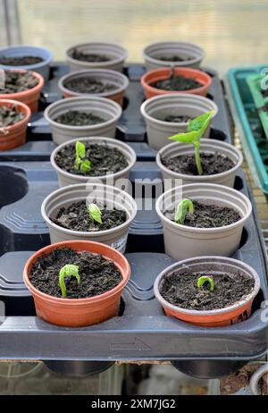 Piantine di fagioli di canale che crescono in vasi in serra. Variety St Geoge Foto Stock