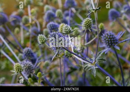 Eryngium Planum o Blue Sea Holly - Fiore che cresce su prato. Piante di erbe selvatiche. Foto Stock