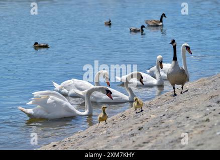 Cigni muti e oche canadesi con imbracature sul bordo delle acque scattate al ponte di Herriots, Chew Valley, regno unito Foto Stock