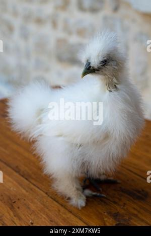 A moroseta white chick on a rough wooden table in a farm. This strong breed is unique, known for extravagant appearance, black skin and fluffy silky p Foto Stock