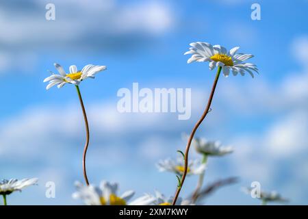 Margherite OX-Eye (nome proprio Leucanthemum vulgare) contro il cielo blu. Foto Stock