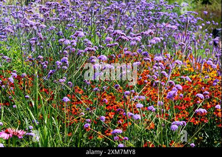 Helenium Sahins Early Flowerer, Asteraceae. verbena bonarensis, Verenaceae. Helenium che fiorisce attraverso Verbena Bonarensis viola. Foto Stock