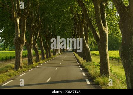 Una strada pittoresca si snoda attraverso un baldacchino di alberi nella campagna francese. Il sole splende brillantemente, gettando lunghe ombre sull'asfalto. Foto Stock