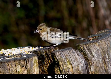 Chaffinch a Morton Loch, Tentsmuir Forrest, Scozia Foto Stock