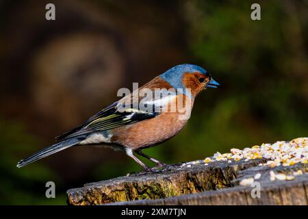 Chaffinch a Morton Loch, Tentsmuir Forrest, Scozia Foto Stock