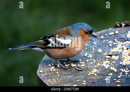 Chaffinch a Morton Loch, Tentsmuir Forrest, Scozia Foto Stock