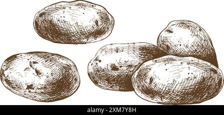 Patate bianche in bucce marroni, un mucchio di tuberi interi. Illustrazione grafica disegnata a mano con linee di inchiostro marrone sul tema della raccolta, della cottura, del cibo Illustrazione Vettoriale