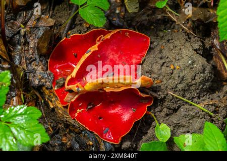 I funghi rossi sarcoscypha, commestibili in primavera, crescono nella foresta. primo piano. Sarcoscypha austriaca o Sarcoscypha coccinea - funghi della prima stagione primaverile, kn Foto Stock