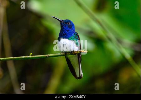 Colibrì giacobino o colibrì bianco Foto Stock