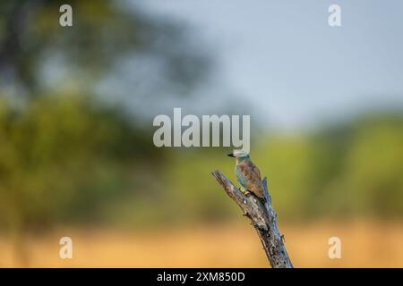 Uccello selvatico multicolore o colorato eurasiatico o europeo o Coracias garrulus primo piano o ritratto appollaiato sul ramo nella pittoresca e verde india Foto Stock