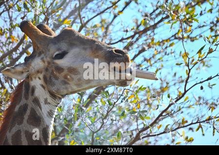 Giraffa che mangia un osso Foto Stock