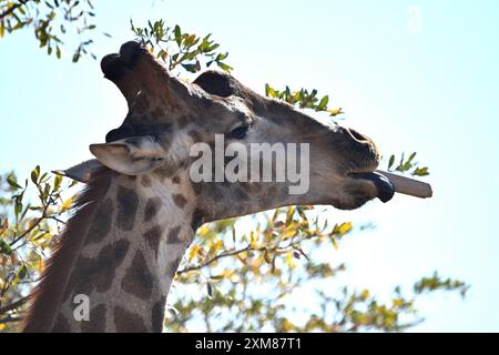 Giraffa che mangia un osso Foto Stock