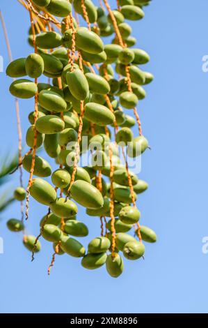 I frutti di dattero sui rami appendono da una palma alla luce del sole. Foto Stock