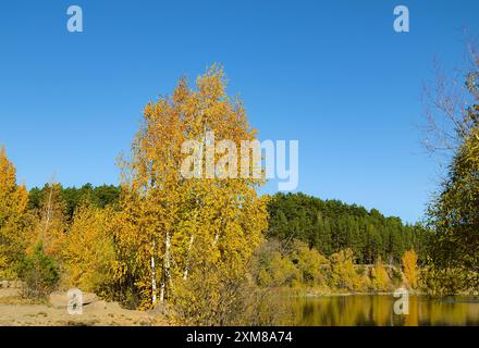 Una betulla di colore giallo brillante sorge sulla riva di un lago forestale in autunno Foto Stock