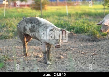 Un maiale completamente coperto di fango gode di un momento di gioco in una fattoria. L'immagine cattura il comportamento naturale e il fascino rustico dell'animale in un ambiente rurale Foto Stock