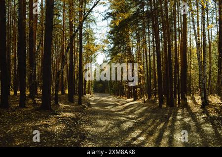 Le ombre degli alberi e la luce del sole cadono sul sentiero nella foresta autunnale Foto Stock