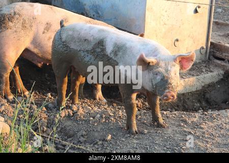 Un maiale completamente coperto di fango gode di un momento di gioco in una fattoria. L'immagine cattura il comportamento naturale e il fascino rustico dell'animale in un ambiente rurale Foto Stock