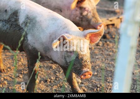 Un maiale completamente coperto di fango gode di un momento di gioco in una fattoria. L'immagine cattura il comportamento naturale e il fascino rustico dell'animale in un ambiente rurale Foto Stock