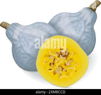 Squash Blue hubbard intero e tritato. Squash invernale. Cucurbita maxima. Frutta e verdura. Illustrazione vettoriale isolata. Illustrazione Vettoriale