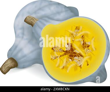 Intero e mezzo di squash Blue hubbard. Squash invernale. Cucurbita maxima. Frutta e verdura. Illustrazione vettoriale isolata. Illustrazione Vettoriale