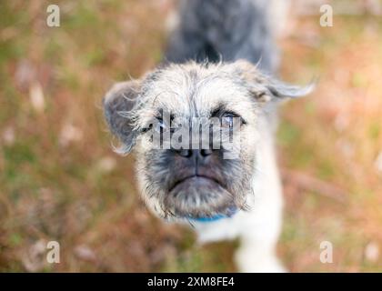 Un corposo cane di razza mista Terrier x Pug che guarda la telecamera Foto Stock