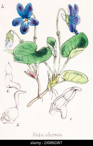 19 ° c. illustrazione botanica colorata a mano di Viola odorata / Sweet Violet in Field Botanist's Companion di Thomas Moore [1862]. Pianta medicinale Foto Stock