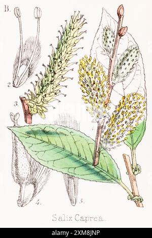 19th c. illustrazione botanica colorata a mano di Salix caprea / Goat Willow in Field Botanist's Companion di Thomas Moore [1862]. Pianta medicinale Foto Stock