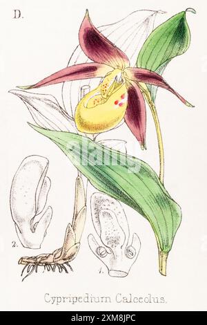 19 ° c. illustrazione botanica colorata a mano di Cypripedium calceolus / Yellow Lady's Slipper in Field Botanist's Companion, Thomas Moore [1862]. Medico. Foto Stock