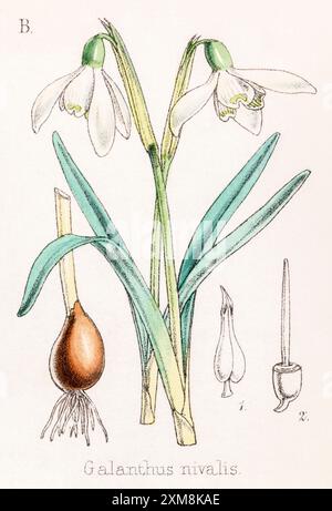 19 ° c. illustrazione botanica colorata a mano di Galanthus nivalis / Snowdrop in Field Botanist's Companion di Thomas Moore [1862]. Pianta medicinale Foto Stock
