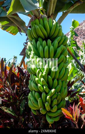 Mazzo di banana su un albero, ancora in crescita in uno dei giardini della Banana Route. Speciale varietà locale di piccoli frutti dolci. Madalena do Mar, Madeira, Foto Stock