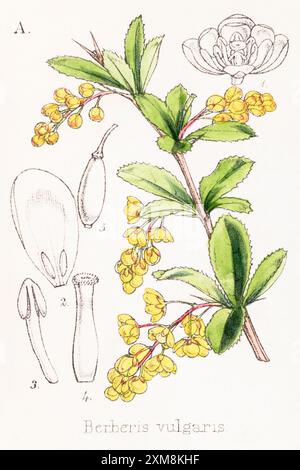 19 ° c. illustrazione botanica colorata a mano di Berberis vulgaris / Barberry in Field Botanist's Companion di Thomas Moore [1862]. Pianta medicinale Foto Stock
