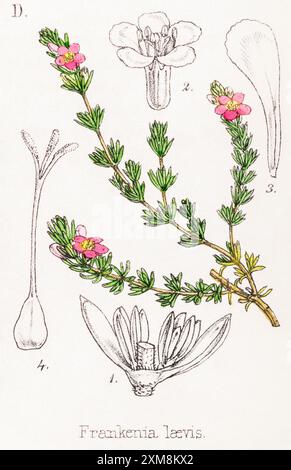 19 ° c. illustrazione botanica colorata a mano di Frankenia laevis / Sea Heath in Field Botanist's Companion di Thomas Moore [1862]. Medicinali. Foto Stock