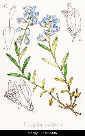 19 ° c. illustrazione botanica colorata a mano di Polygala vulgaris / Common Milkwort in Field Botanist's Companion di Thomas Moore [1862]. Medicinali Foto Stock