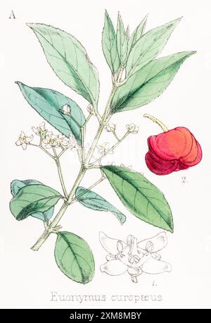 19 ° c. illustrazione botanica colorata a mano di Euonymus europaeus / Spindle in Field Botanist's Companion di Thomas Moore [1862]. Pianta medicinale Foto Stock