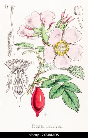 19 ° c. illustrazione botanica colorata a mano di Rosa canina / Dog Rose in Field Botanist's Companion di Thomas Moore [1862]. Pianta medicinale Foto Stock