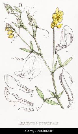 19 ° c. illustrazione botanica colorata a mano di Lathyrus pratensis / Meadow Vetchling in Field Botanist's Companion di Thomas Moore [1862]. Foto Stock
