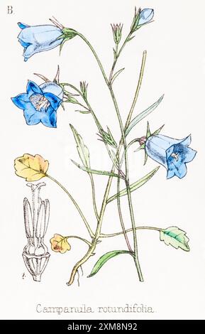 19 ° c. illustrazione botanica colorata a mano di Campanula rotundifolia / Common Harebell in Field Botanist's Companion di Thomas Moore [1862]. Medicinali Foto Stock