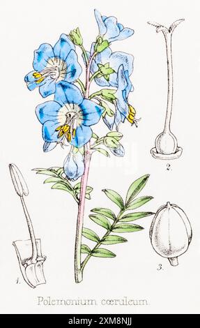 19 ° c. illustrazione botanica colorata a mano di Polmonium caeruleum / Jacob's-ladder in Field Botanist's Companion di Thomas Moore [1862]. Medicinali. Foto Stock