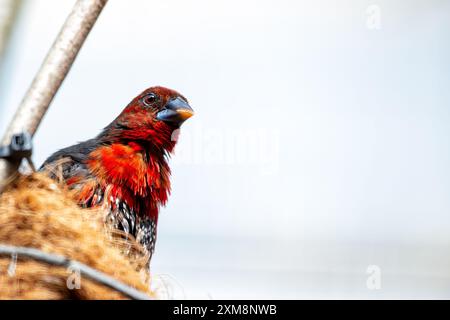 Il Twinspot dalla gola rossa, originario dell'Africa orientale, presenta una gola rossa impressionante e un piumaggio maculato. Si nutre di semi e insetti, spesso trovati in Foto Stock