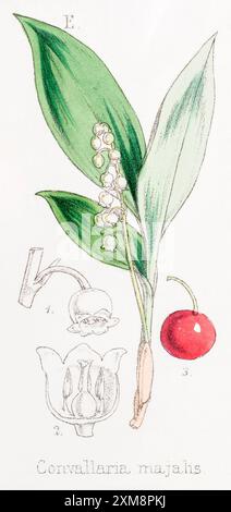 19 ° c. illustrazione botanica colorata a mano di Convallaria majalis / Lily of the Valley in Field Botanist's Companion di Thomas Moore [1862]. Medicinali Foto Stock