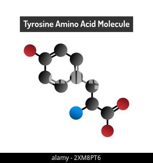 Molecola di aminoacidi tirosina - struttura, funzioni e ruolo nella sintesi proteica. Illustrazione Vettoriale