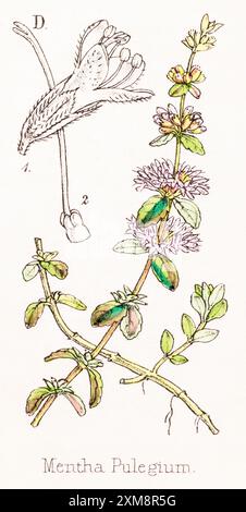 19 ° c. illustrazione botanica colorata a mano di Mentha pulegium / Pennyroyal in Field Botanist's Companion di Thomas Moore [1862]. Pianta medicinale Foto Stock