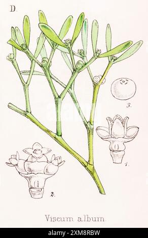 19 ° c. illustrazione botanica colorata a mano di Viscum album / Mistletoe in Field Botanist's Companion di Thomas Moore [1862]. Pianta medicinale. Foto Stock