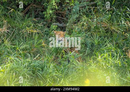 Leopardo nascosto dietro cespugli a Masai Mara Foto Stock